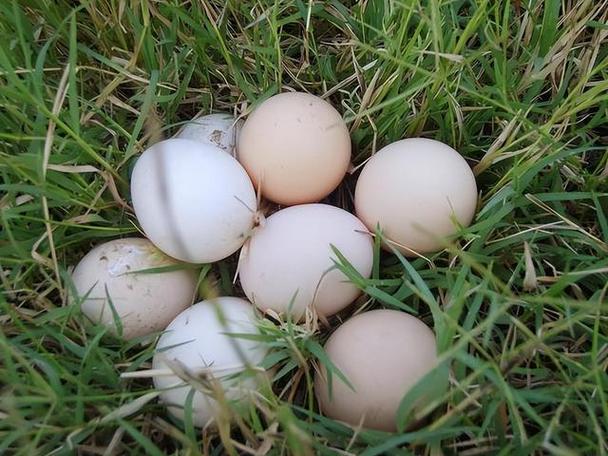 人造鸡蛋泛滥成本仅1毛钱该如何分辨以下三种鸡蛋劝你少吃